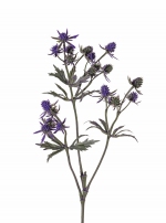 Distel Eryngium tak 65cm